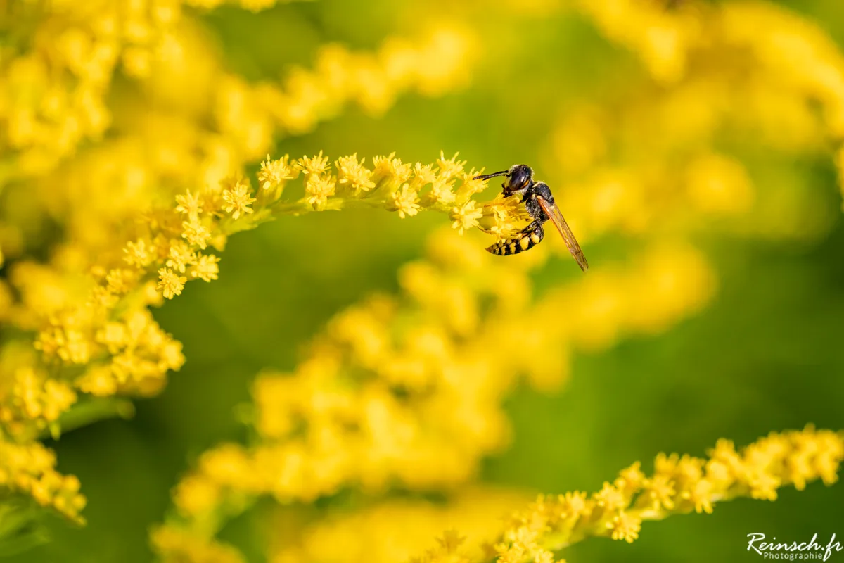 Macro