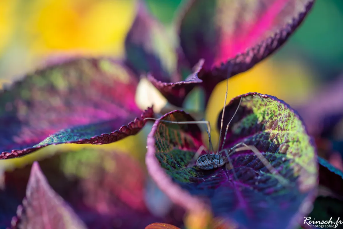 Macro