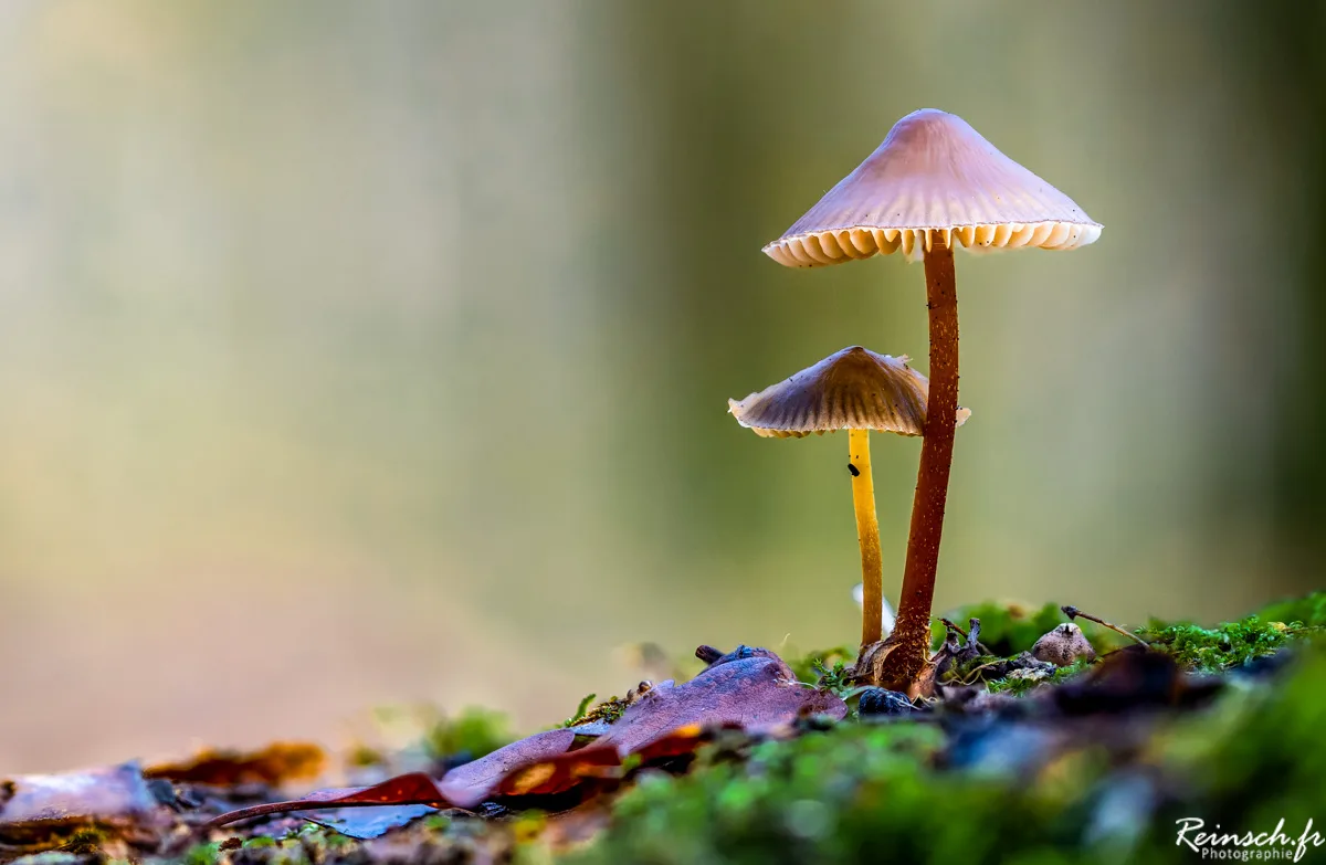 Macro