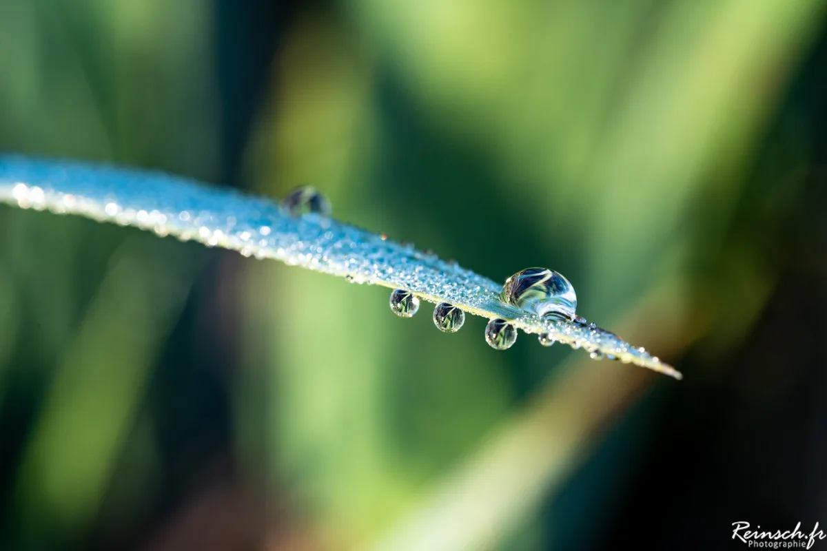 Macro
