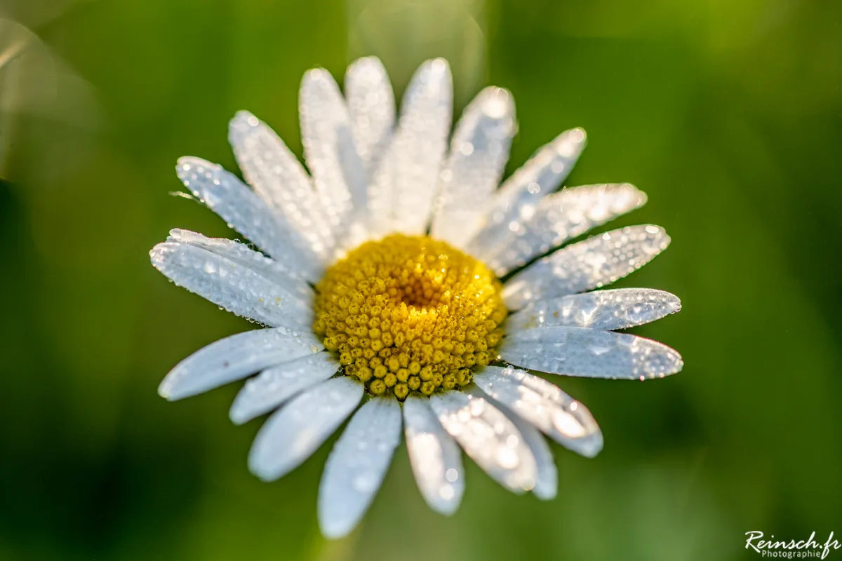 Macro