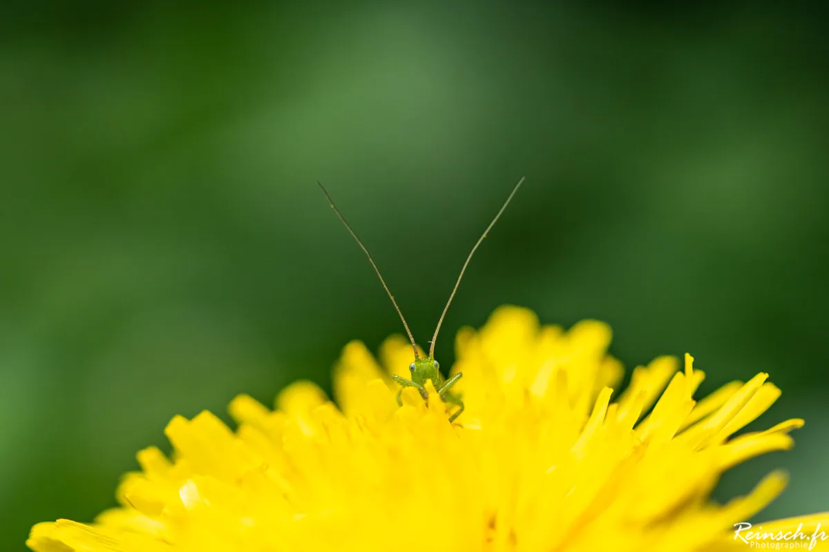 Macro
