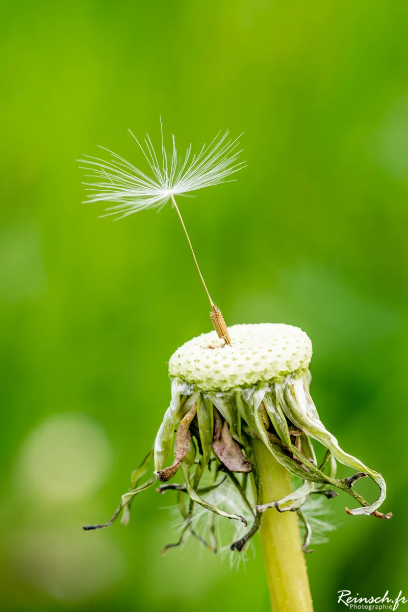 Macro