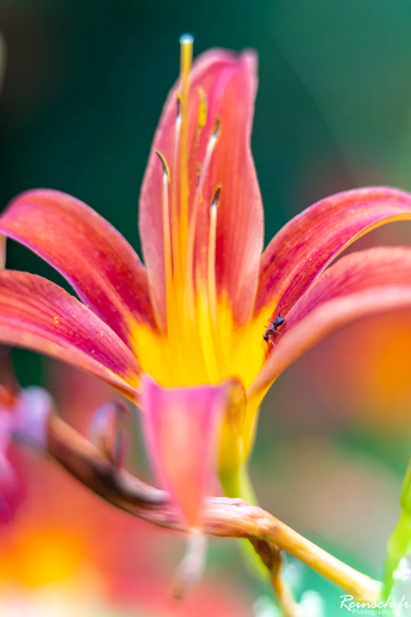Macro
