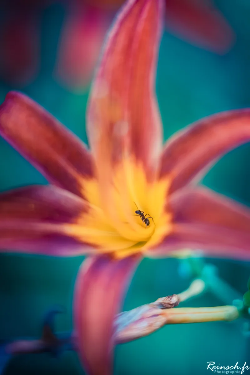 Macro